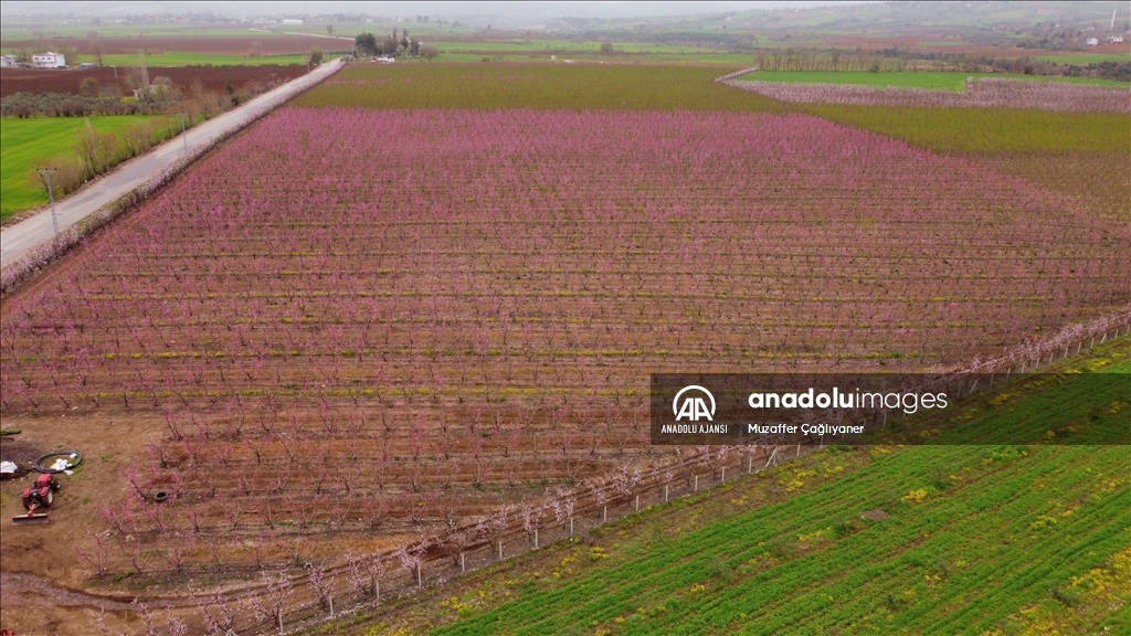 Osmaniye'de meyve bahçeleri pembe ve beyazın tonlarına büründü