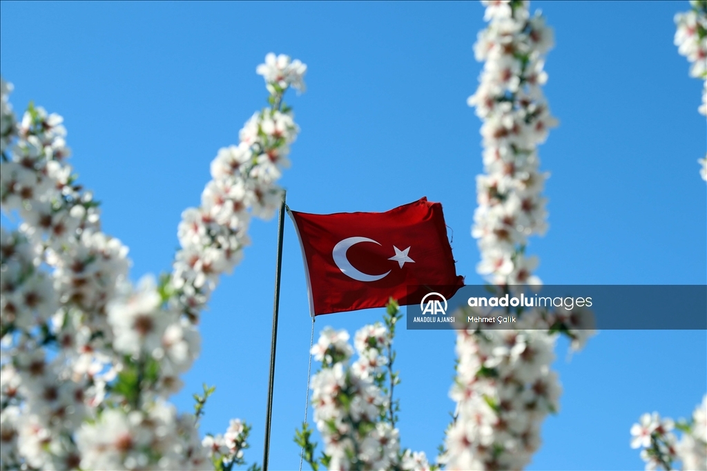 Uşak'taki badem bahçeleri beyaza büründü