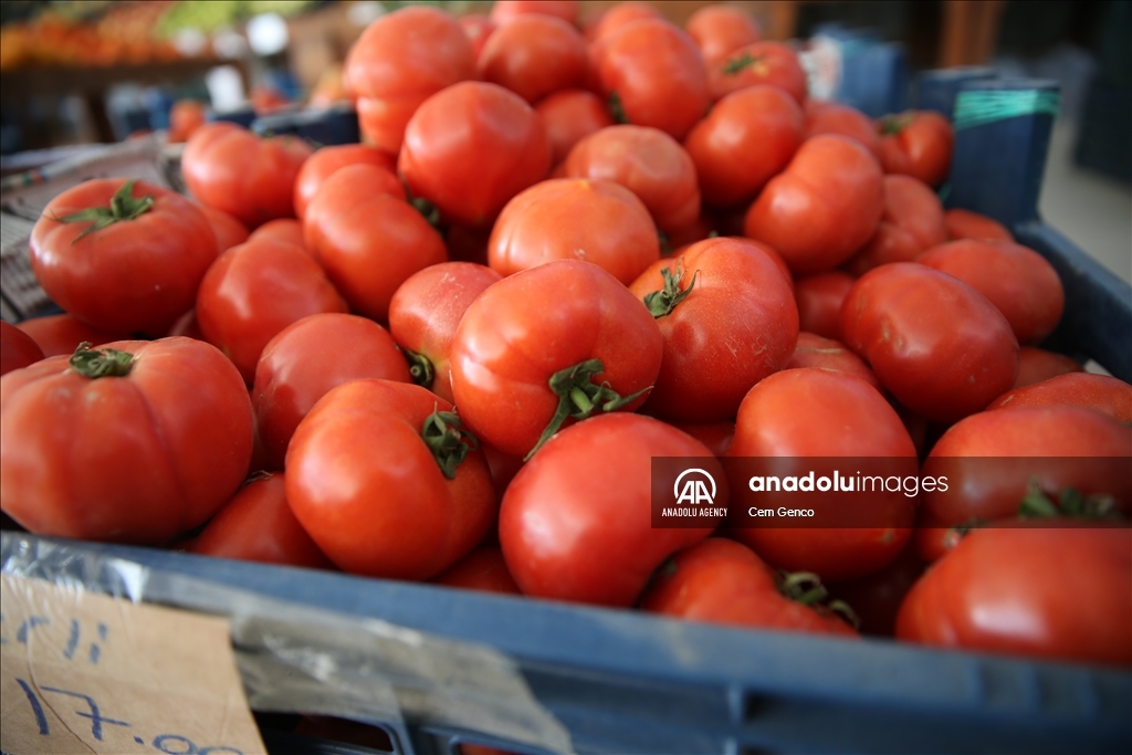 عائدات تركيا من صادرات الفواكه والخضراوات الطازجة