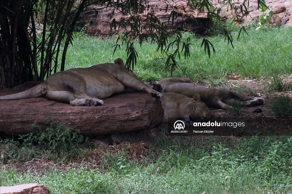 Temperatures above 40 degrees in Mali negatively affect the inhabitants of the zoo