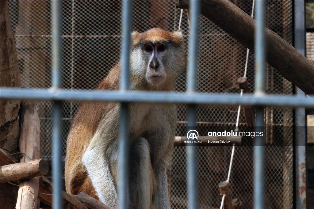 Temperatures above 40 degrees in Mali negatively affect the inhabitants of the zoo