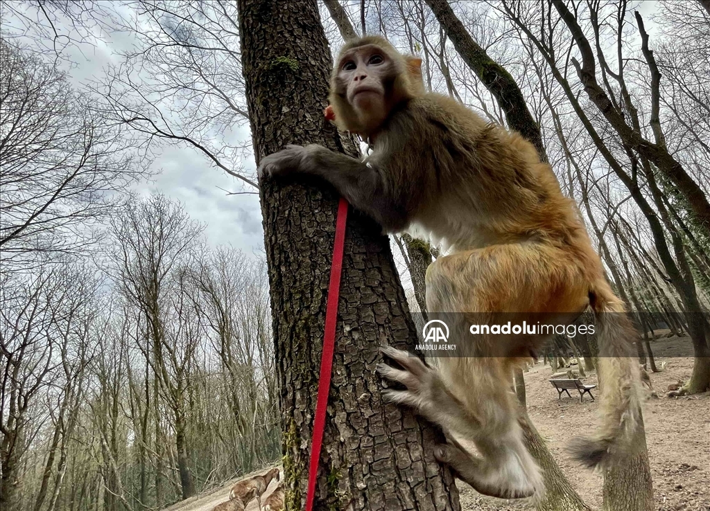 Un tigre de Bengala albino y un mono rhesus fueron rescatados en Estambul 6