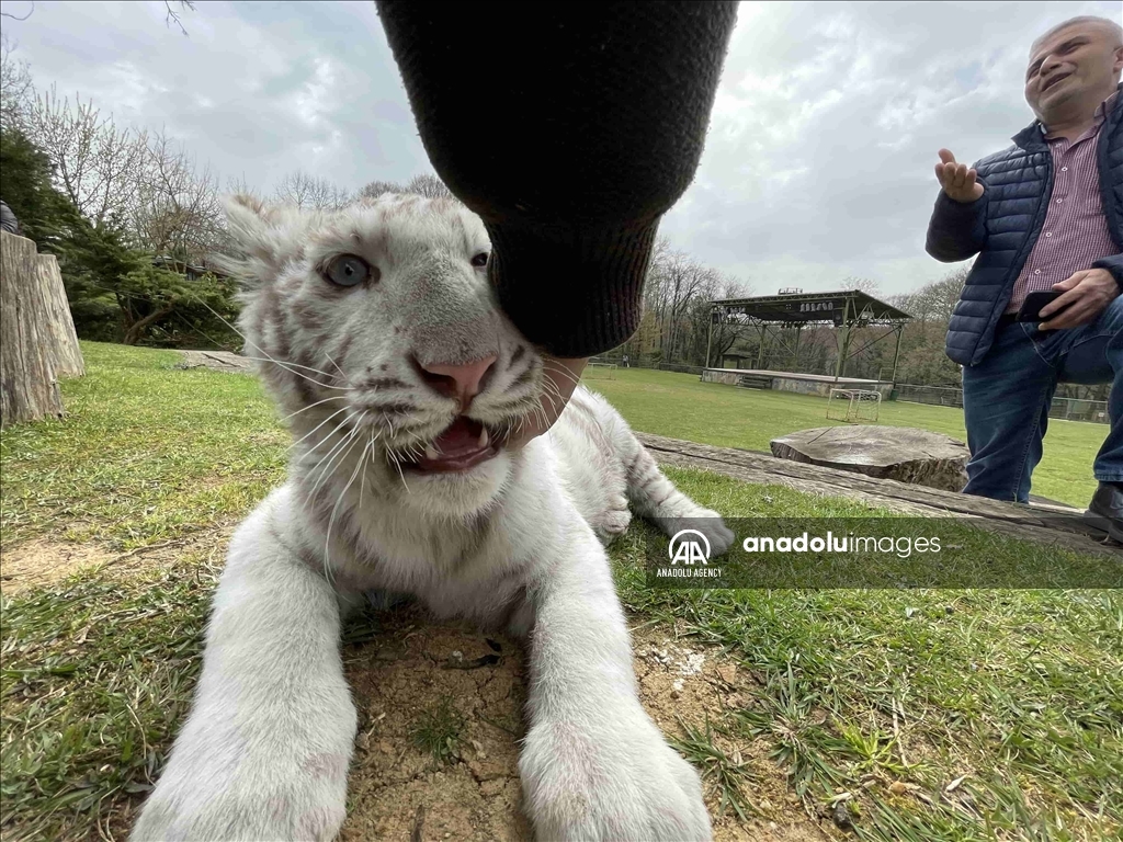 Un tigre de Bengala albino y un mono rhesus fueron rescatados en Estambul 4