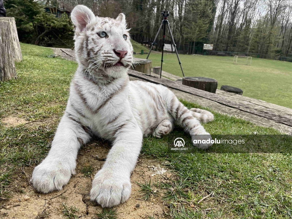 Un tigre de Bengala albino y un mono rhesus fueron rescatados en Estambul 3