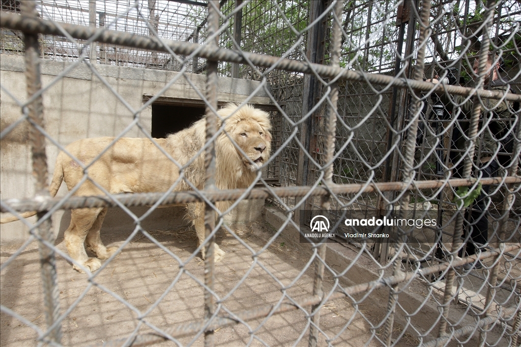 Two white lions evacuated from the Kharkov Ecopark