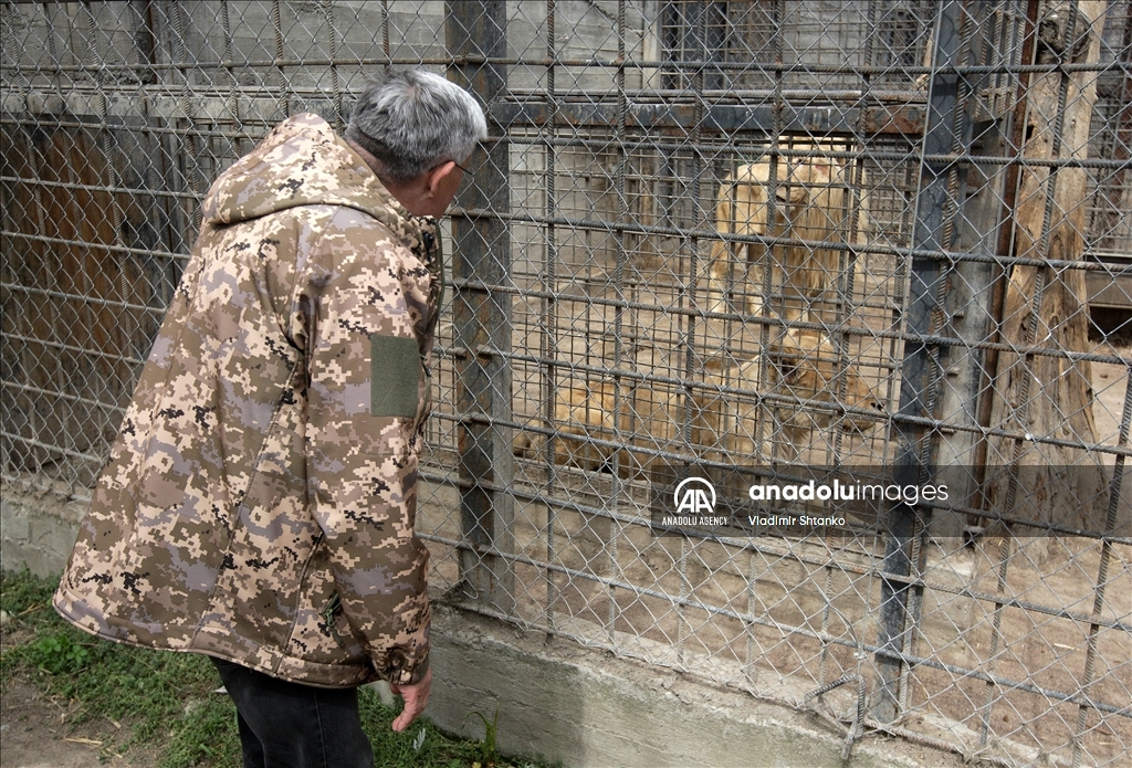 Two white lions evacuated from the Kharkov Ecopark