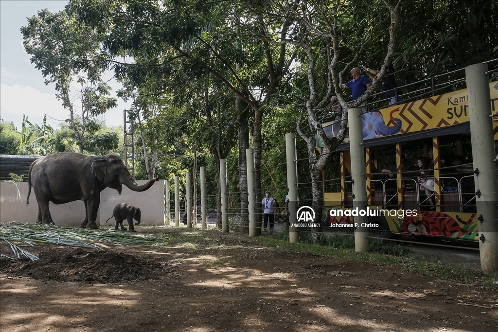 Kelahiran bayi gajah Sumatera di Kebun Binatang Bali Zoo