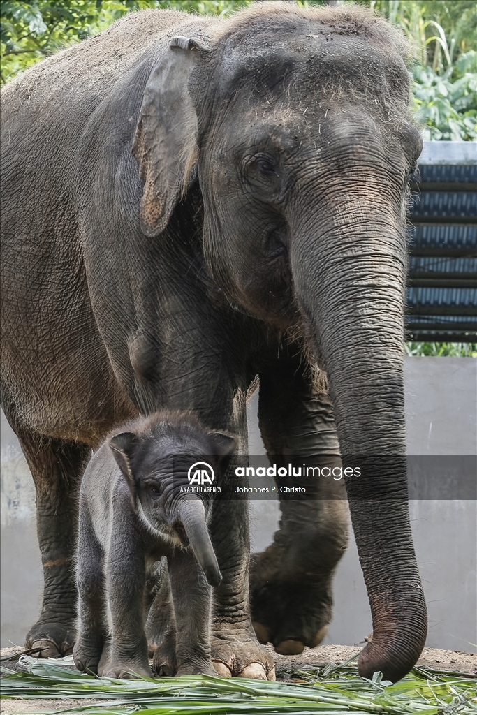 Kelahiran bayi gajah Sumatera di Kebun Binatang Bali Zoo