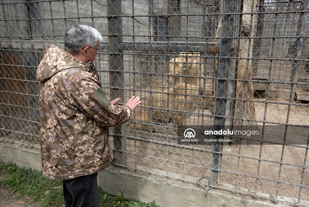 Two white lions evacuated from the Kharkov Ecopark