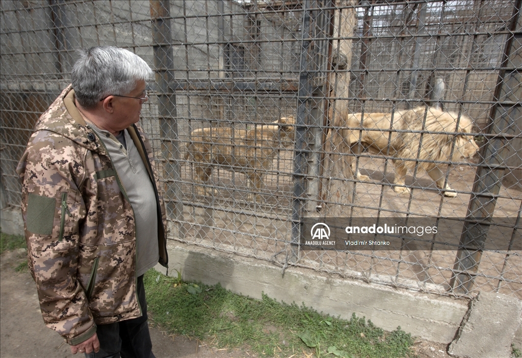 Two white lions evacuated from the Kharkov Ecopark