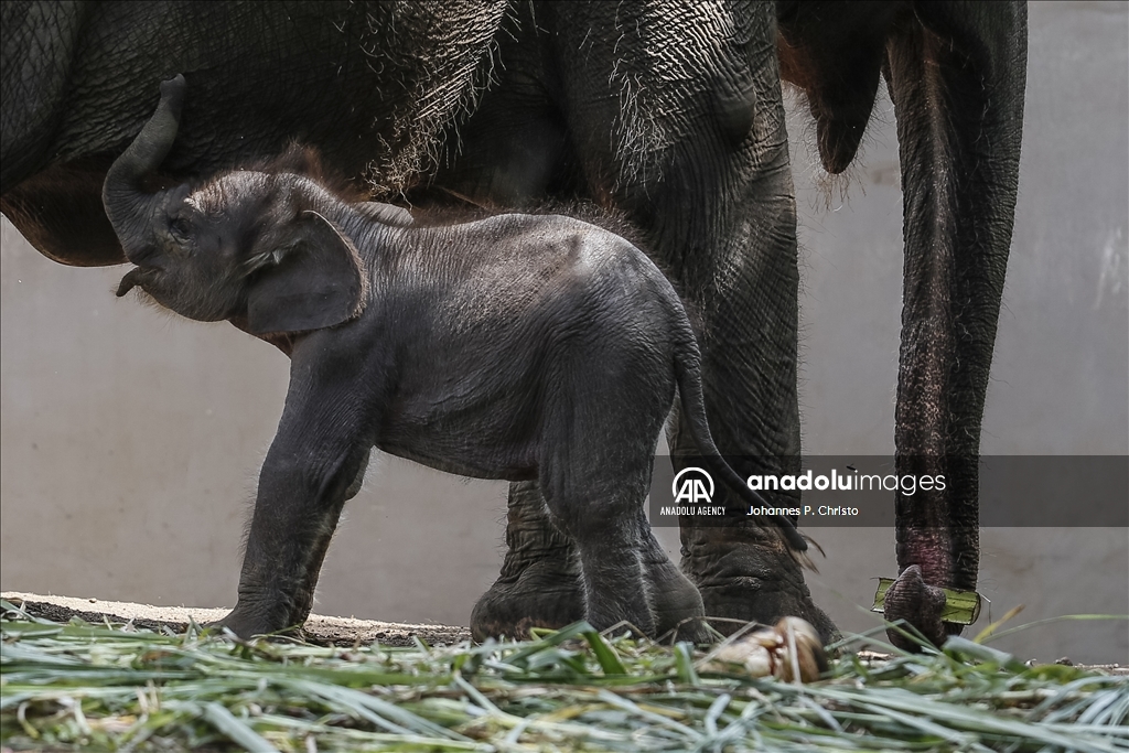 Kelahiran bayi gajah Sumatera di Kebun Binatang Bali Zoo