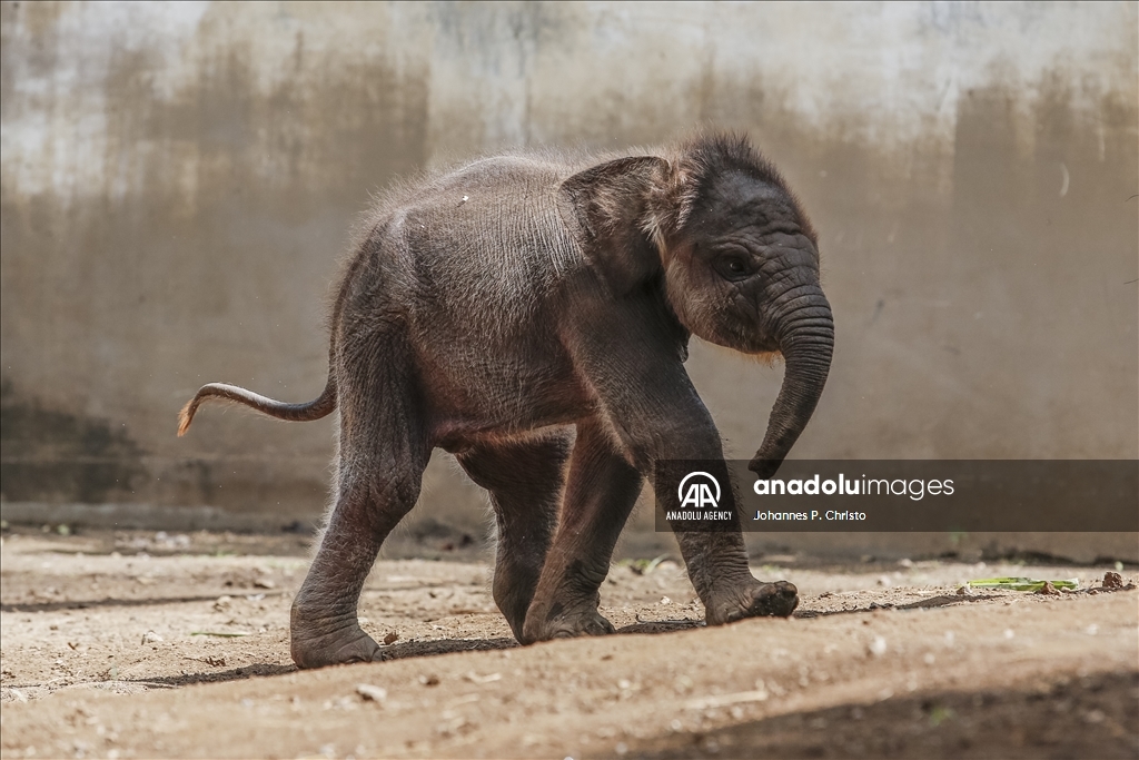 Kelahiran bayi gajah Sumatera di Kebun Binatang Bali Zoo