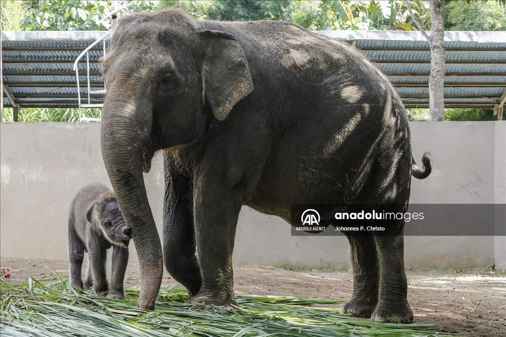Kelahiran bayi gajah Sumatera di Kebun Binatang Bali Zoo