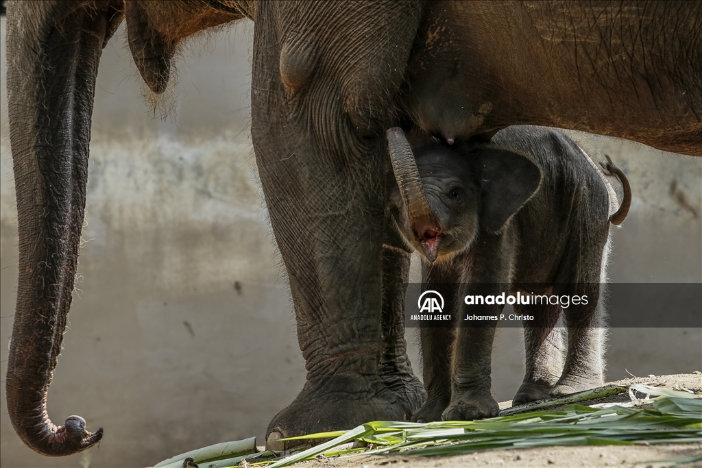 Kelahiran bayi gajah Sumatera di Kebun Binatang Bali Zoo