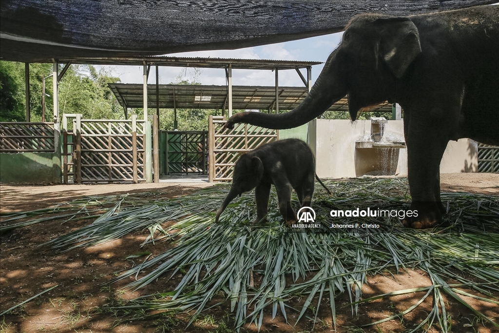 Kelahiran bayi gajah Sumatera di Kebun Binatang Bali Zoo