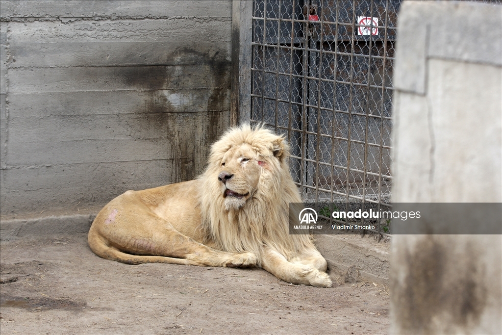 Two white lions evacuated from the Kharkov Ecopark