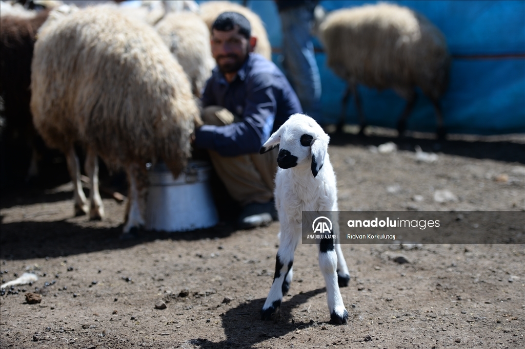 Bingöl yaylaları ömürleri hayvanlarının peşinde geçen göçerleri ağırlıyor