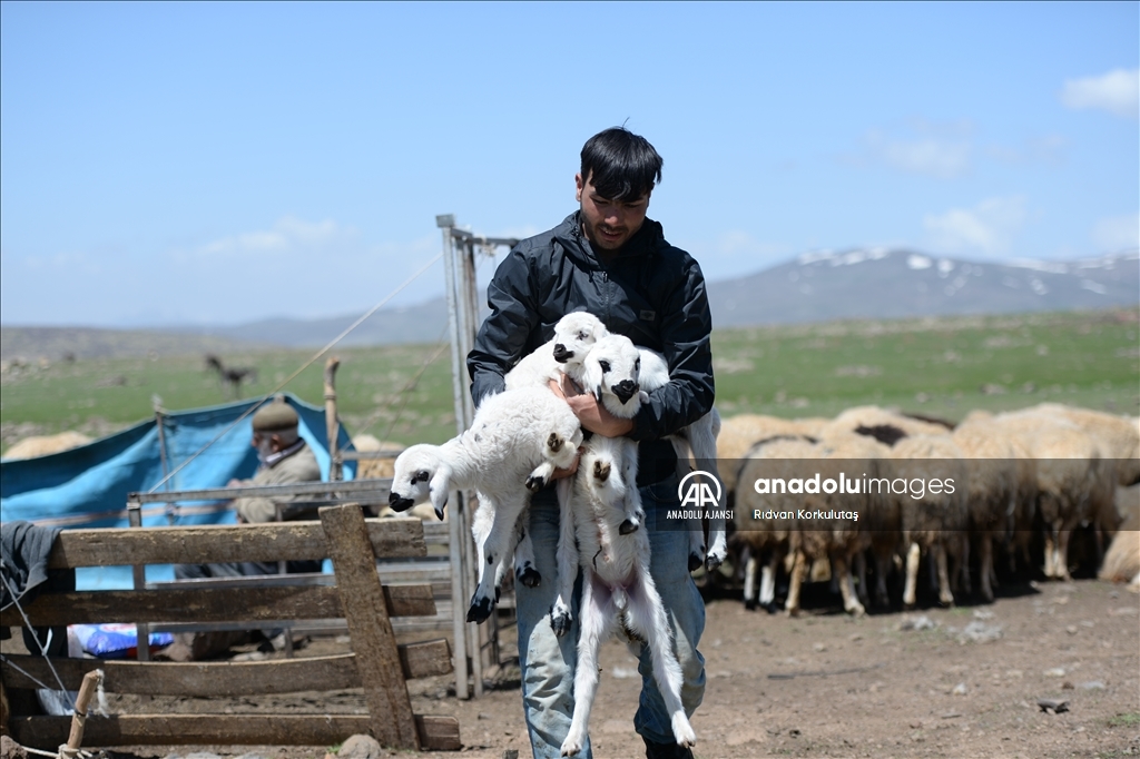 Bingöl yaylaları ömürleri hayvanlarının peşinde geçen göçerleri ağırlıyor