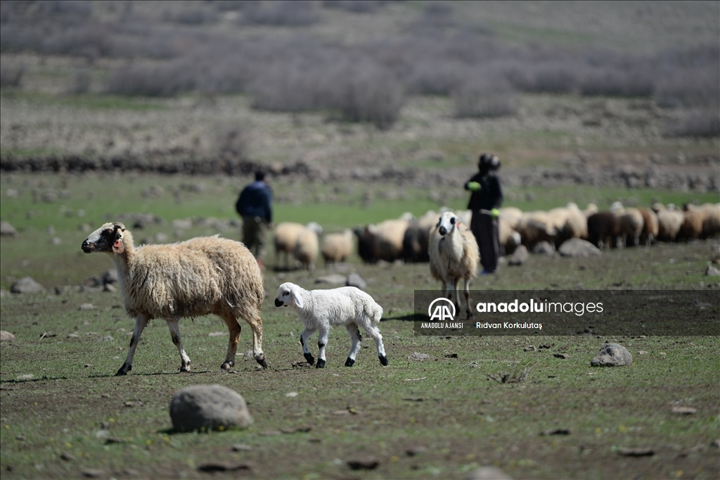 Bingöl yaylaları ömürleri hayvanlarının peşinde geçen göçerleri ağırlıyor