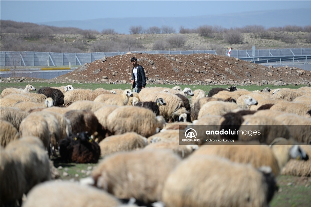 Bingöl yaylaları ömürleri hayvanlarının peşinde geçen göçerleri ağırlıyor