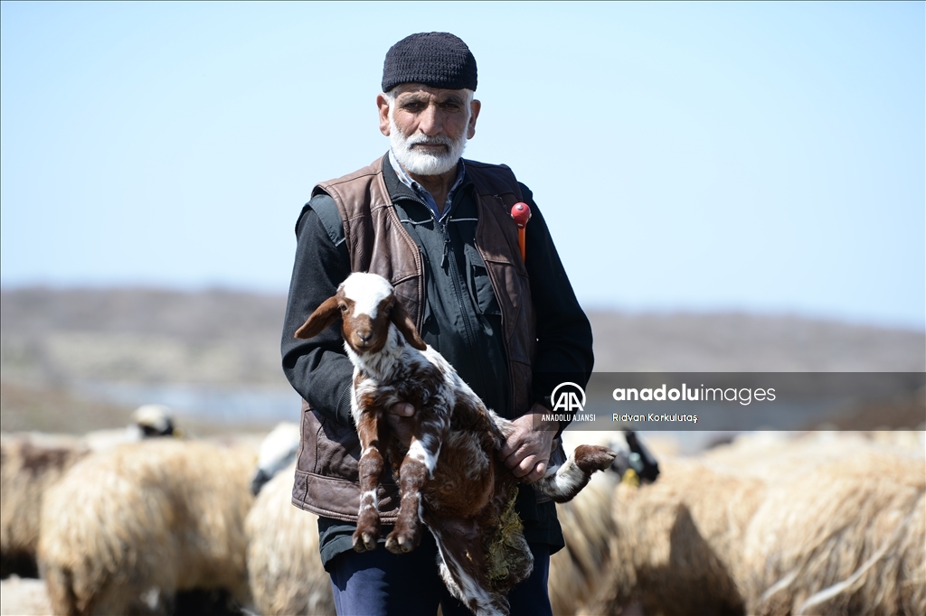 Bingöl yaylaları ömürleri hayvanlarının peşinde geçen göçerleri ağırlıyor