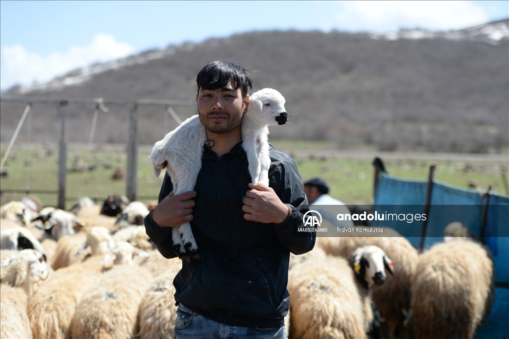 Bingöl yaylaları ömürleri hayvanlarının peşinde geçen göçerleri ağırlıyor