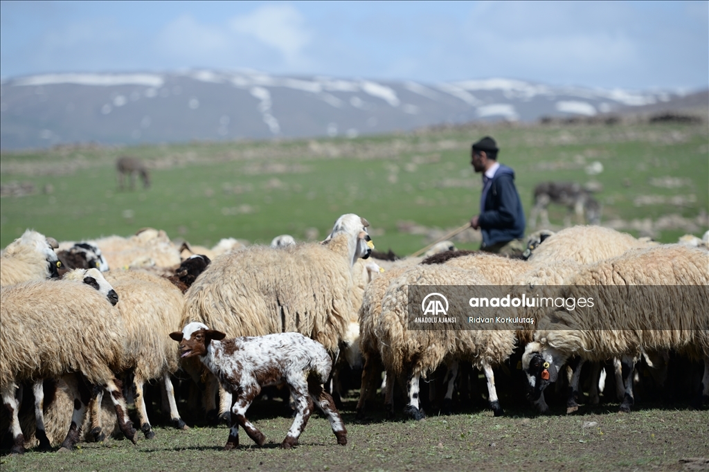 Bingöl yaylaları ömürleri hayvanlarının peşinde geçen göçerleri ağırlıyor