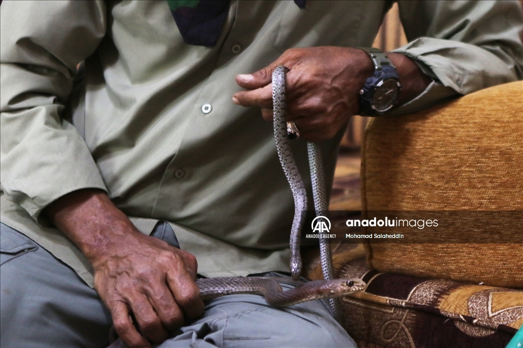 ياسين الصقور.. أردني "يعشق" الأفاعي ويعيش معها