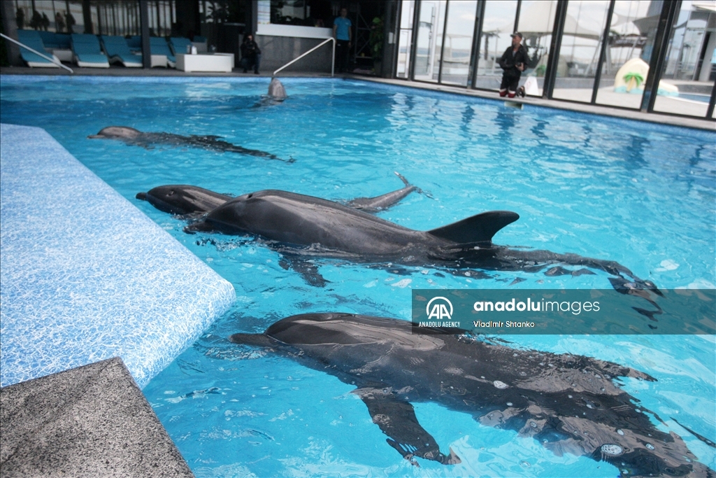 Dolphins evacuated from Kharkiv dolphinarium arrived to Odessa