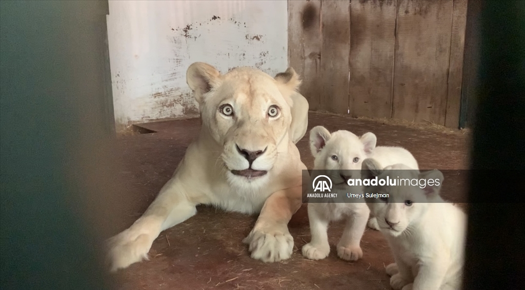 Skoplje: Nakon 20 godina u zoološkom vrtu rođena tri mladunca bijelog lava