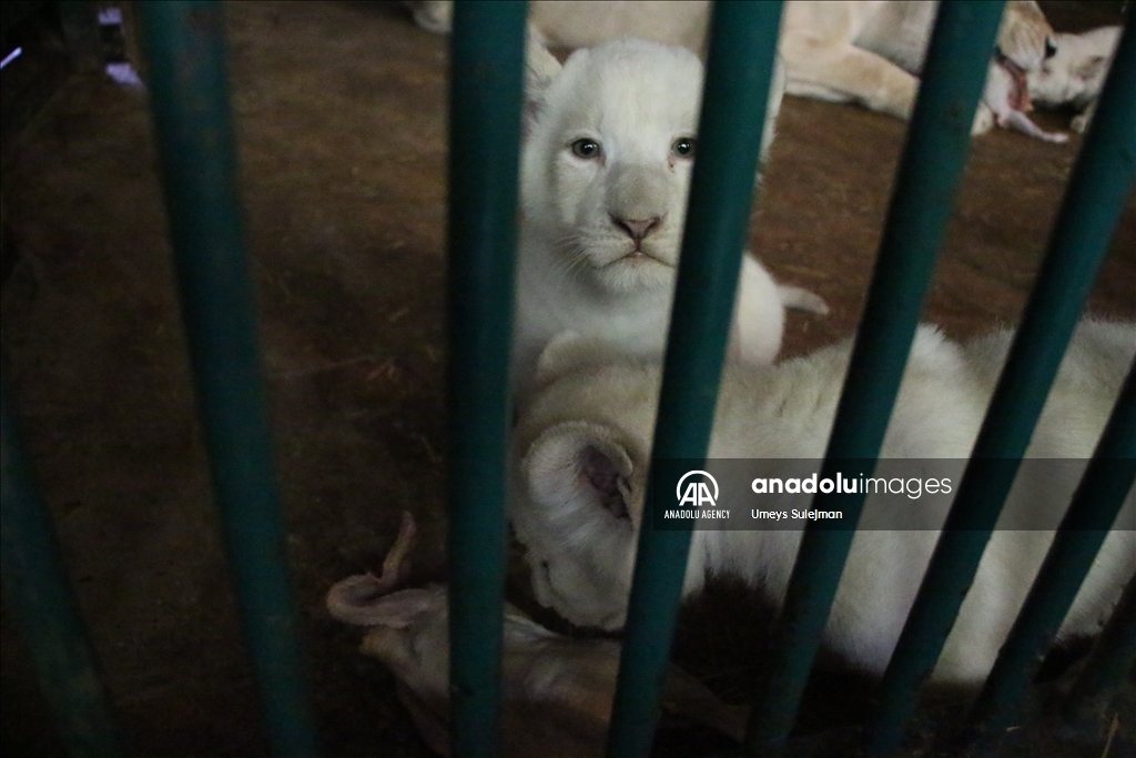 Skoplje: Nakon 20 godina u zoološkom vrtu rođena tri mladunca bijelog lava