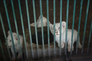 Skoplje: Nakon 20 godina u Zoološkom vrtu rođena tri mladunca bijelog lava