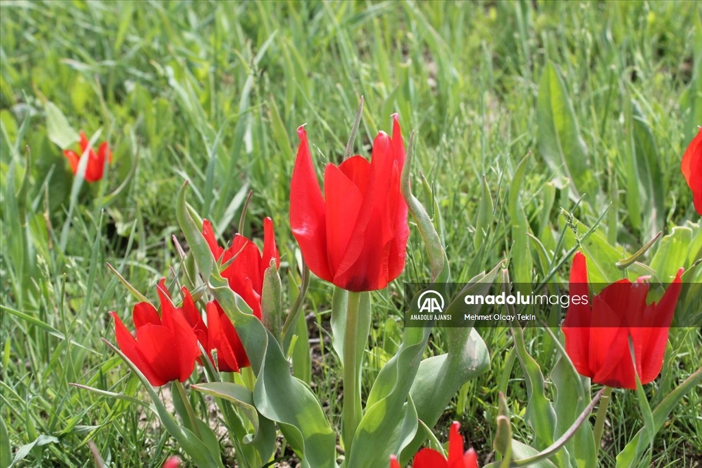 Endemik tür olan Muş lalesi, Muş Ovası'nı süsledi