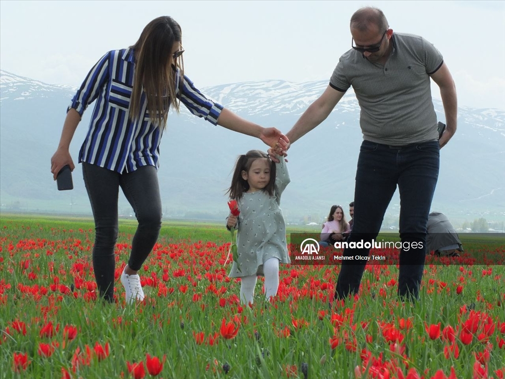 Endemik tür olan Muş lalesi, Muş Ovası'nı süsledi