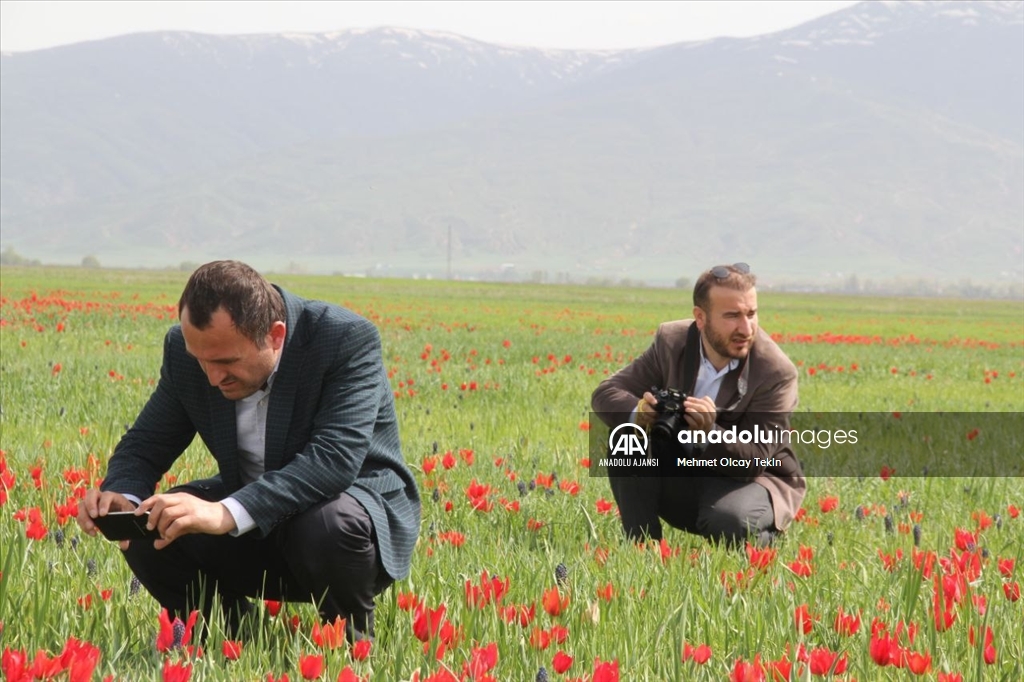Endemik tür olan Muş lalesi, Muş Ovası'nı süsledi