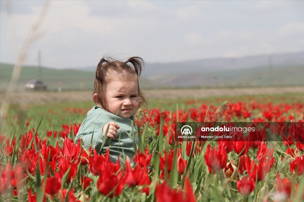 Endemik tür olan Muş lalesi, Muş Ovası'nı süsledi