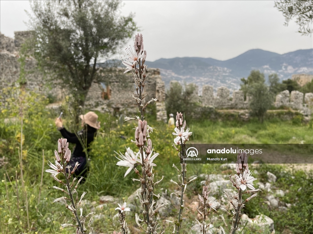 Alanya Kalesi tarihi özelliklerinin yanı sıra bitki türleriyle de dikkati çekiyor