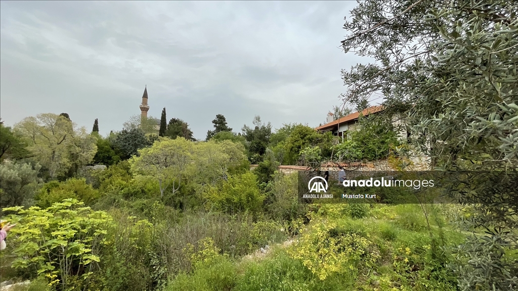 Alanya Kalesi tarihi özelliklerinin yanı sıra bitki türleriyle de dikkati çekiyor