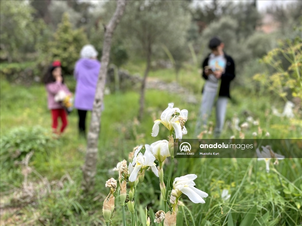 Alanya Kalesi tarihi özelliklerinin yanı sıra bitki türleriyle de dikkati çekiyor