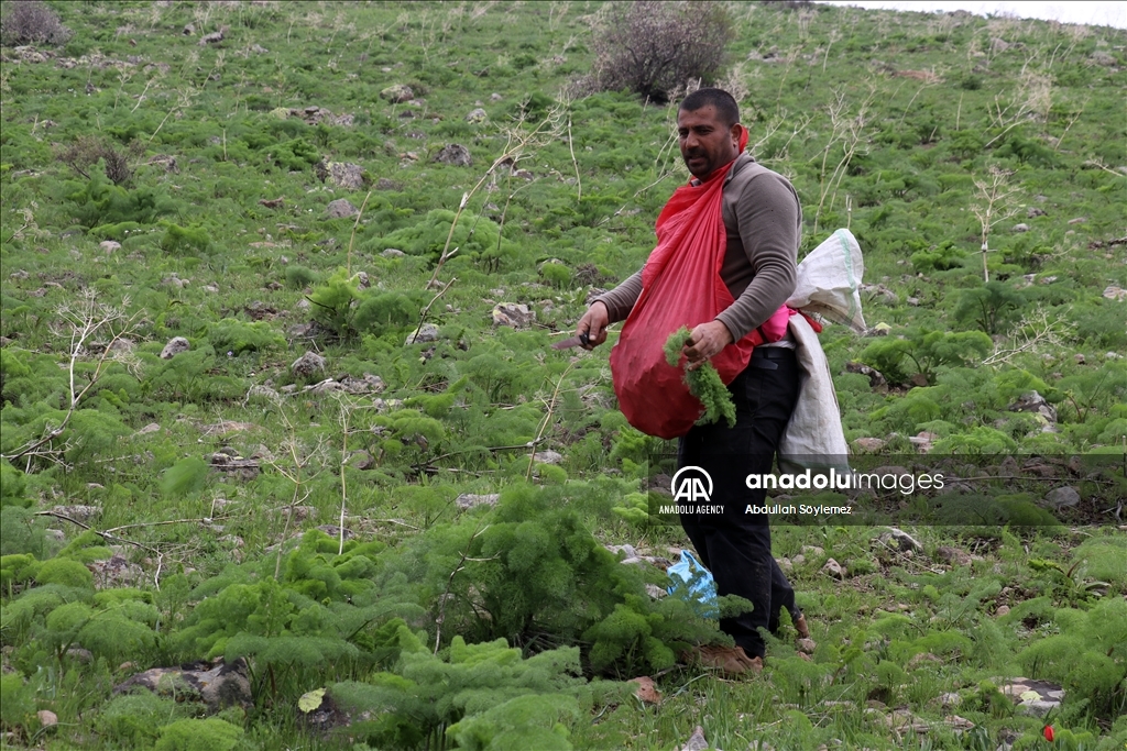 Li Agiriyê berhevkirina hêlizê dest pê kir