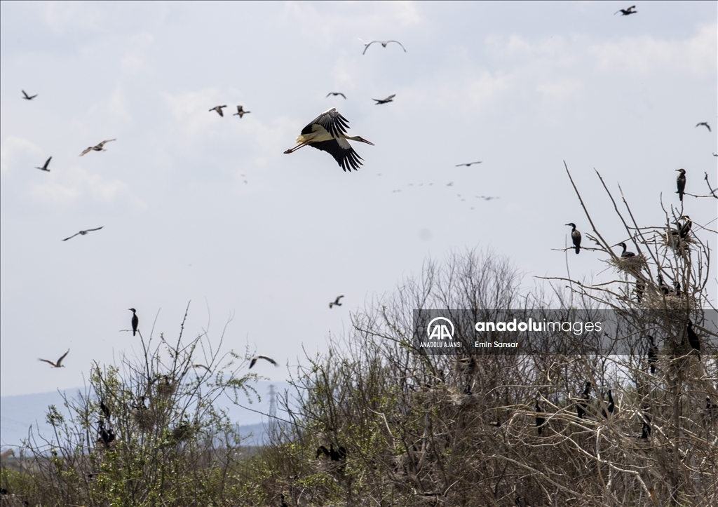 Ankara'nın "kuş cenneti" baharın gelişiyle hareketlendi