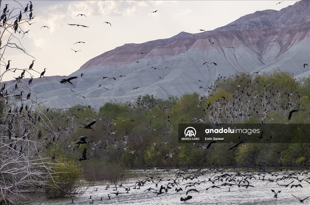 Ankara'nın "kuş cenneti" baharın gelişiyle hareketlendi