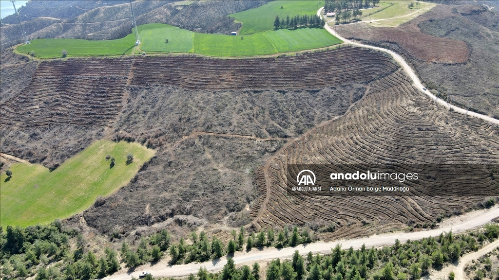 Adana'da geçen yıl çıkan 125 orman yangınının izleri siliniyor