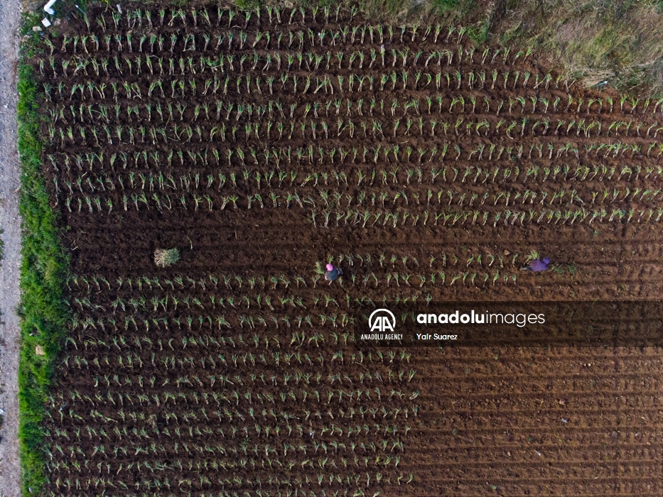 Los agricultores de Colombia