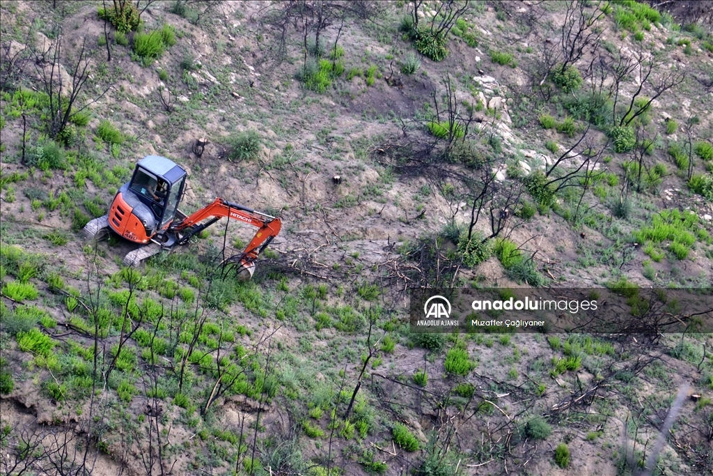 Adana'da geçen yıl çıkan 125 orman yangınının izleri siliniyor