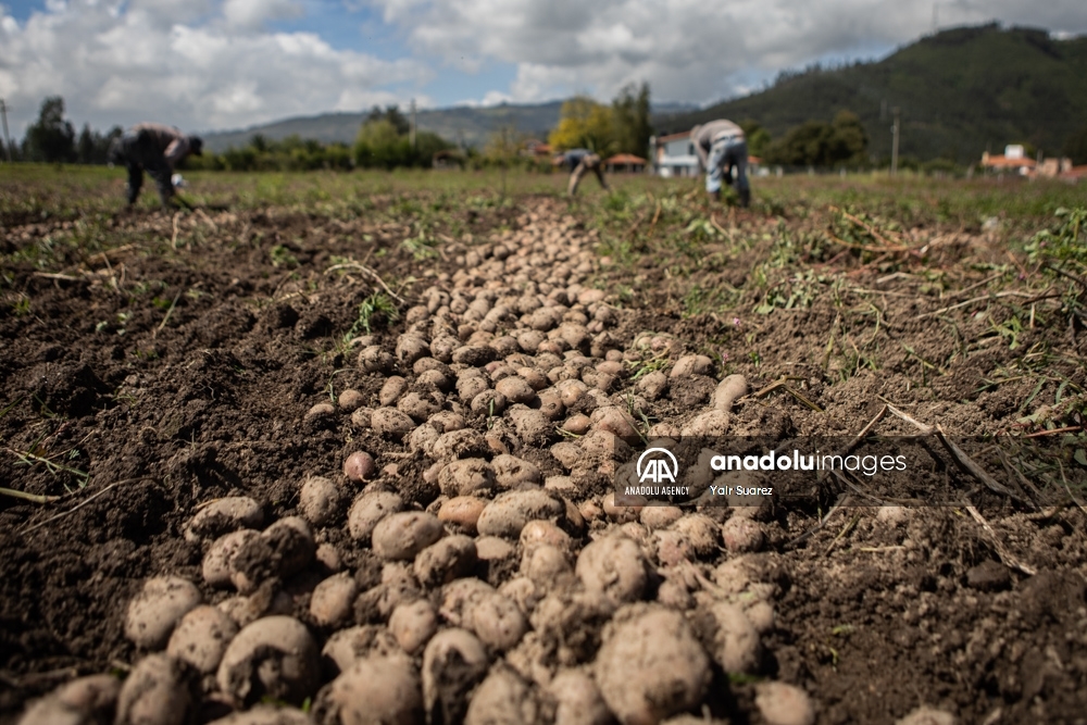 Los agricultores de Colombia