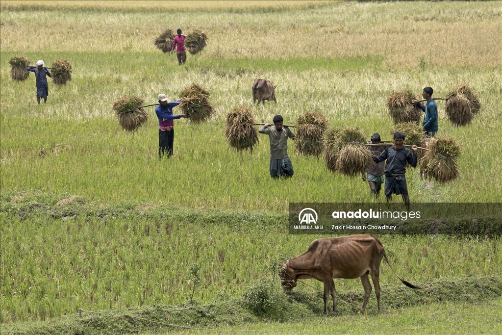 Bangladeş'te Dünya Çiftçiler Günü