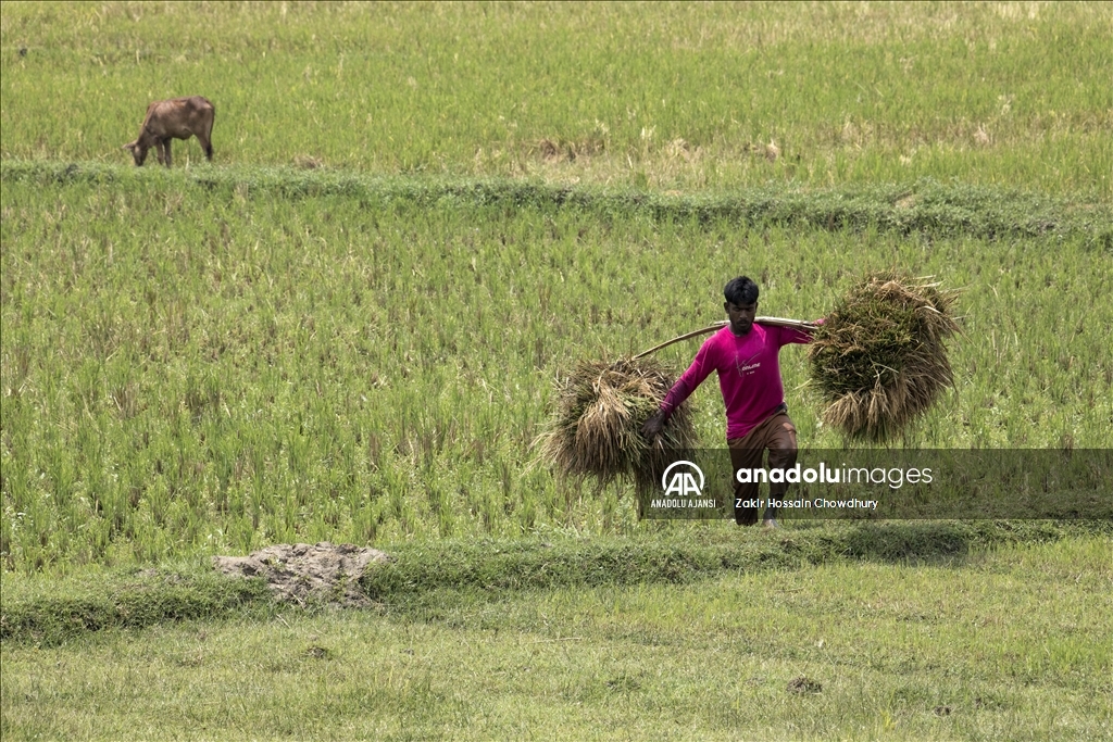 Bangladeş'te Dünya Çiftçiler Günü