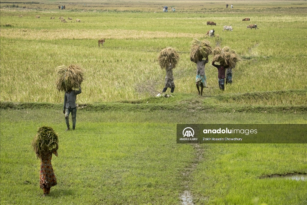 Bangladeş'te Dünya Çiftçiler Günü