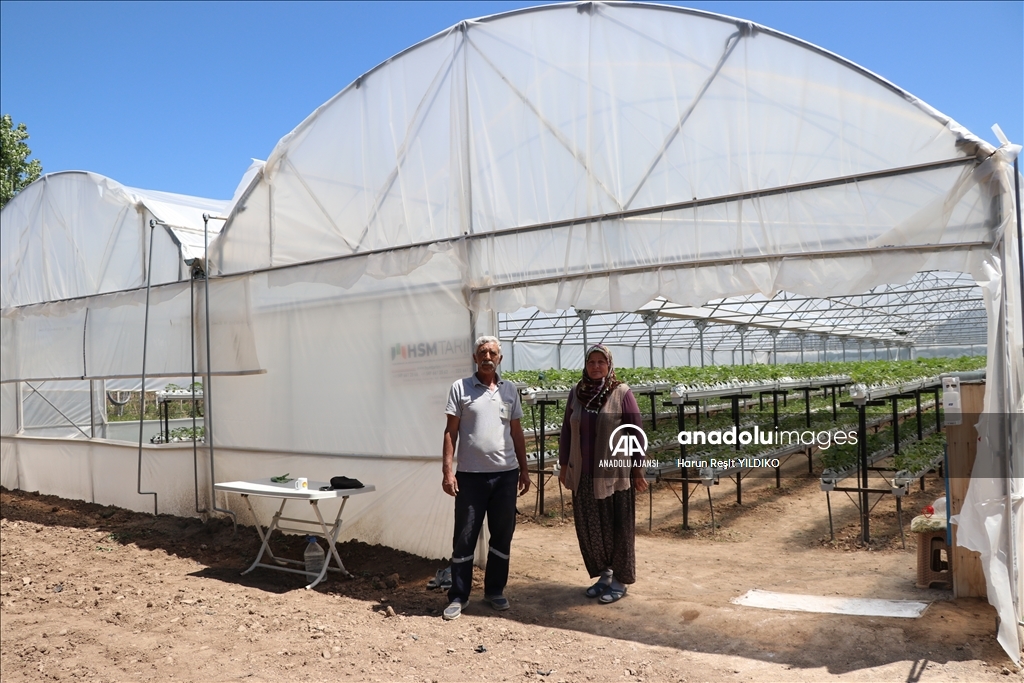 Niğde'de hibe desteğiyle kurulan ilk topraksız serada hasat hazırlığı